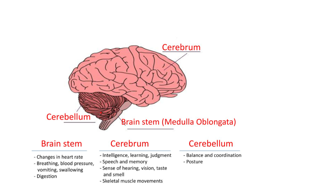 Illustrative brain anatomy gradient placeholder